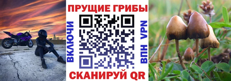 дарнет шоп  блэк спрут как войти  это состав  Вышний Волочёк  Галлюциногенные грибы мухоморы 